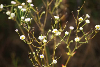 Birçok beyaz çiçek kapanıyor.