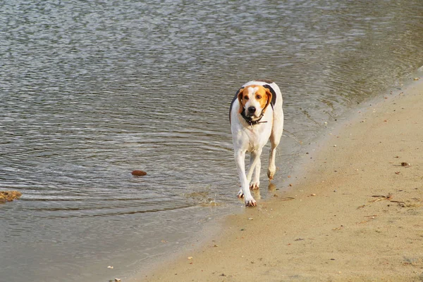 Gölde av köpeği