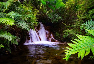 waterfall hidden behind the ferns. Austral road. Pumalin park. Region of aysen. Chile. clipart