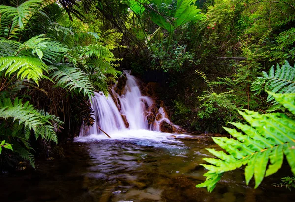 waterfall hidden behind the ferns. Austral road. Pumalin park. Region of aysen. Chile.