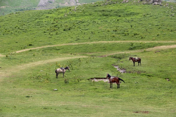 Gürcü Dağları Kazbegi Georgia Nın Güzel Manzara — Stok fotoğraf