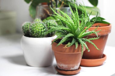 Houseplants beyaz masaya güzel mix