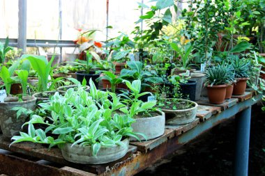 güzel çiçekler karışımı 