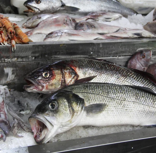 Mix of fresh fish on the open market — Stock Photo, Image