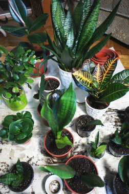 Çiçek saksısında güzel çiçeklerin karışımı.