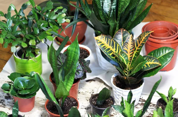 Mezcla Hermosas Plantas Interior Moda Las Macetas — Foto de Stock