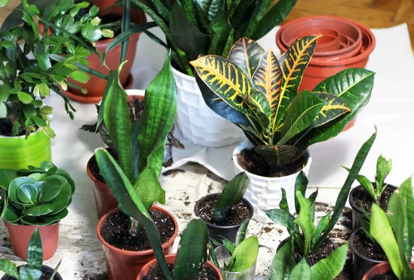 Mezcla Hermosas Plantas Interior Moda Las Macetas — Foto de Stock