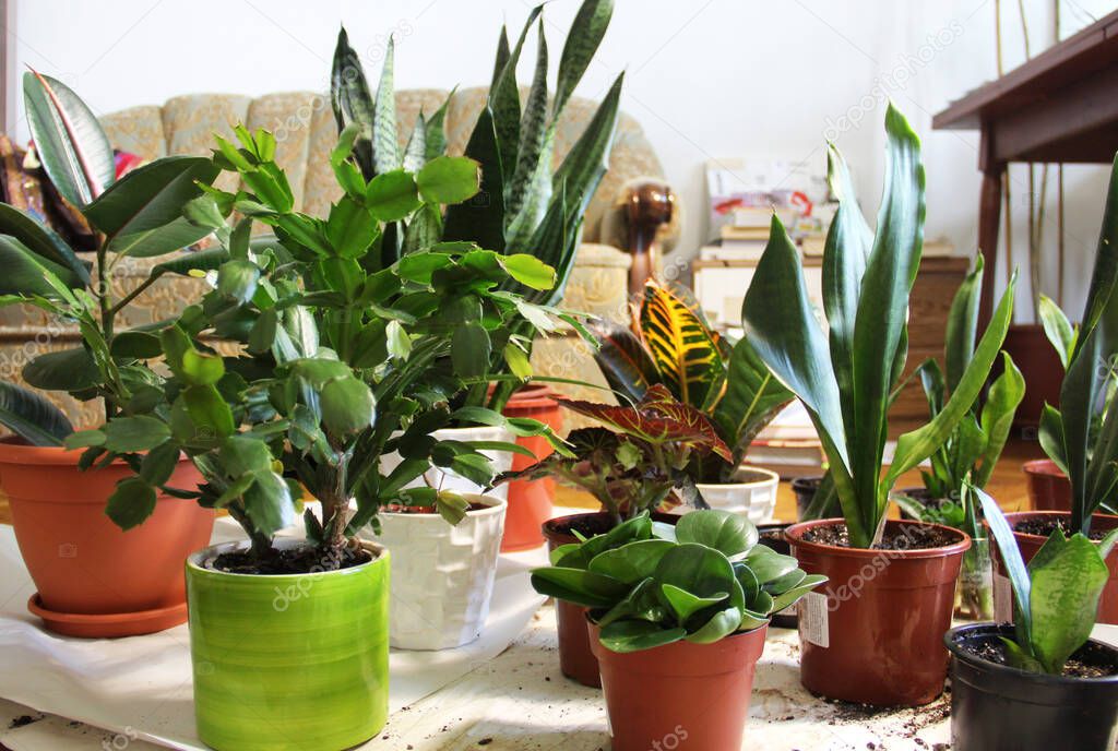 Mix of fashionable beautiful houseplants in the flowerpots