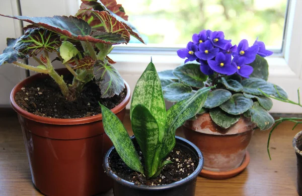 Mélange Belles Plantes Intérieur Mode Dans Les Pots Fleurs Images De Stock Libres De Droits