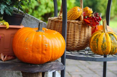 Canlı çok renkli balkabakları ve zeytinyağı karışımı.