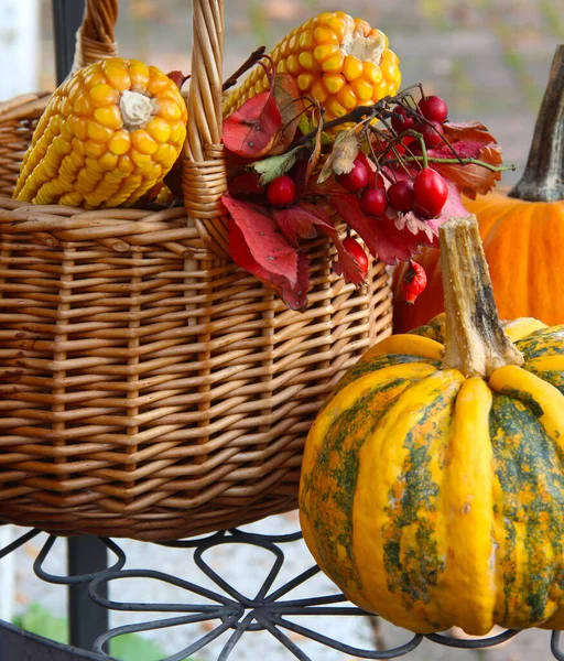 Mix Vivid Multicolored Pumpkins — Stock Photo, Image