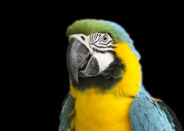 鹦鹉蓝黄金刚鹦鹉 蓝黄色的金刚鹦鹉是一只非常漂亮的鹦鹉 翻译从拉丁语意味蓝色金子 住在巴拿马 以及在秘鲁和巴西 — 图库照片