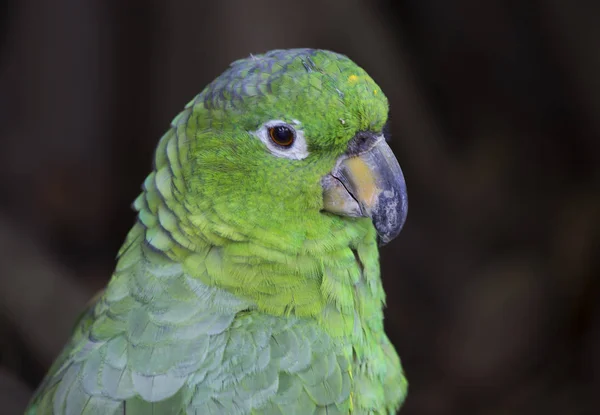 Amazonspapagei Dieser Vogel Hat Ein Grünes Gefieder Mit Einer Weißlich — Stockfoto