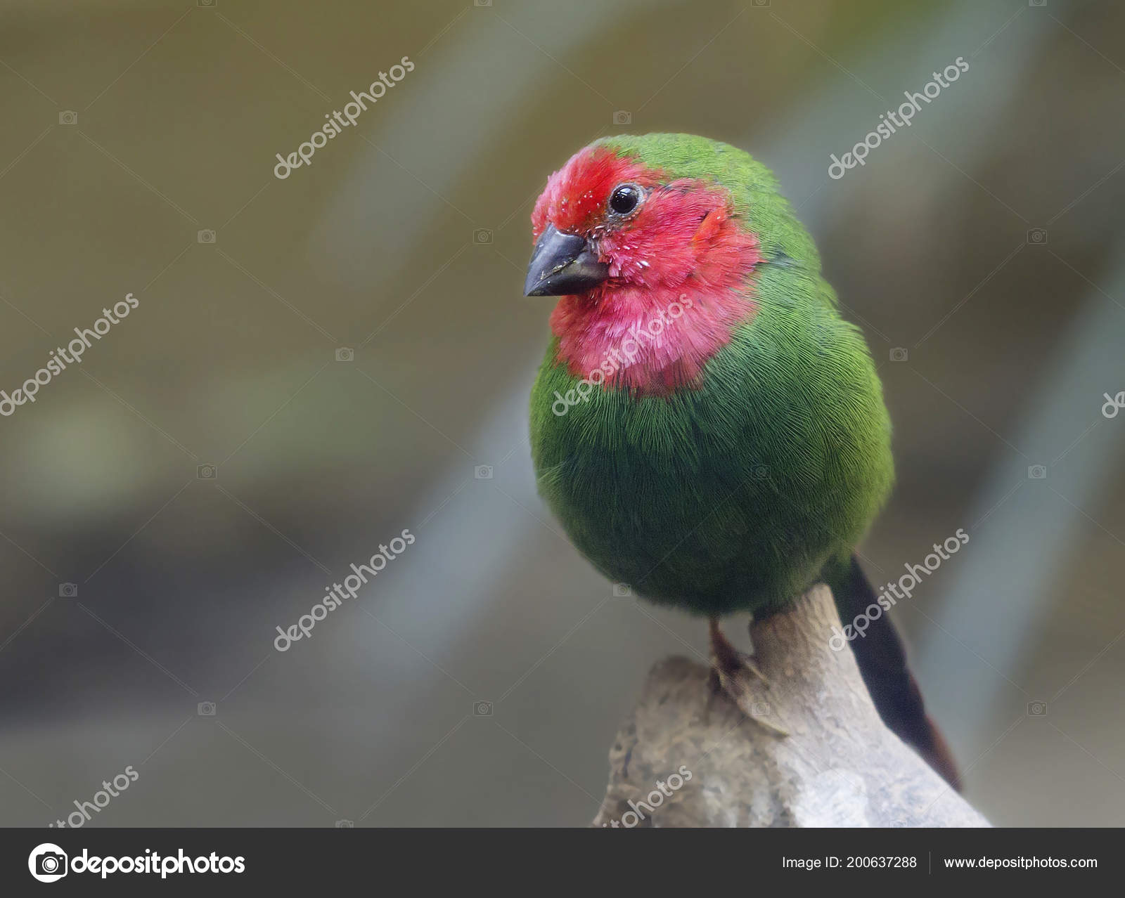 Finch Perroquet Gorge Rouge Petit Oiseau Plumage Vert Gorge