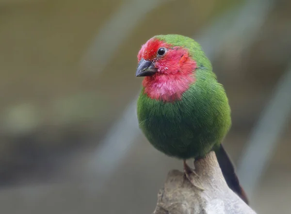 Красногорлый Попугай Маленькая Птичка Зеленым Оперением Красная Грудь Голова — стоковое фото
