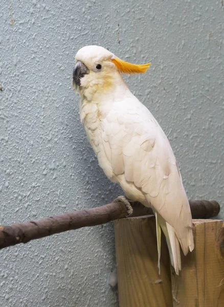 Beyaz Papağan Papağan Beyaz Kakadu Familyasından Avustralya Yeni Gine Gelir — Stok fotoğraf