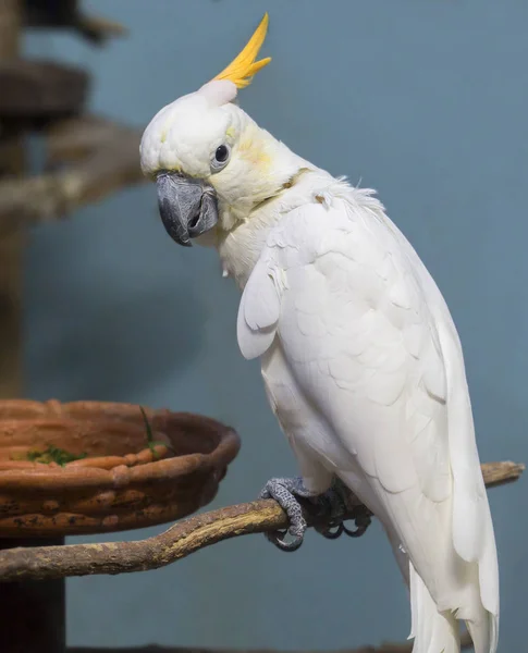 Białej Papugi Kakadu Kakadu Biała Jest Ptaków Egzotycznych Która Pochodzi — Zdjęcie stockowe