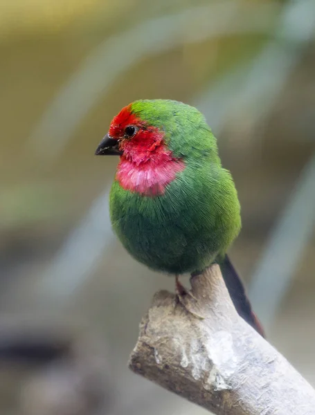 Red Roodkop Papegaaiamadine Vogeltje Met Groene Verenkleed Rode Borst Hoofd — Stockfoto