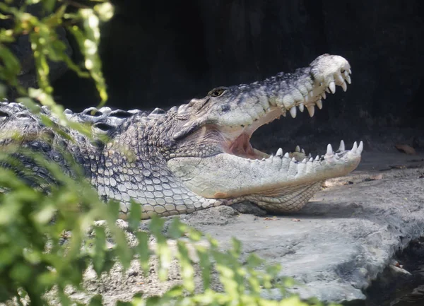 Timsah. Timsah geceleri aktif bir avcıdır. Timsahlar astropikal ve tropikal bölgelerde yaşamak.