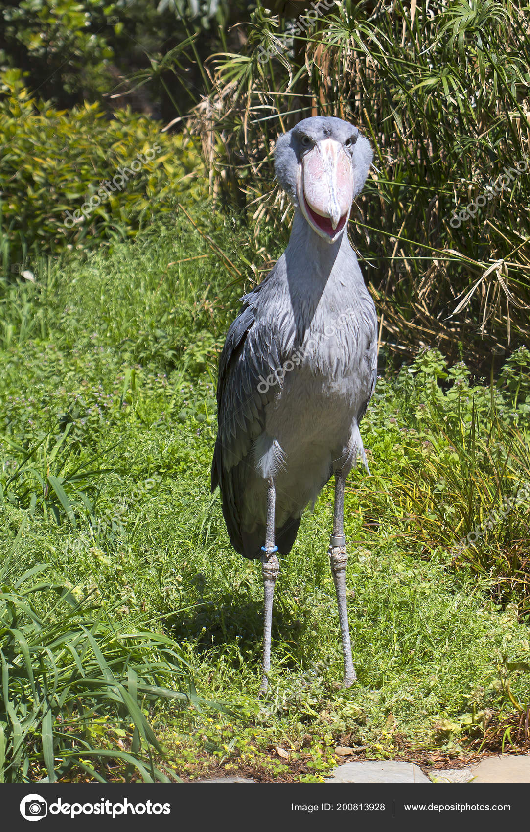 shoebill stork size shoebill stork size