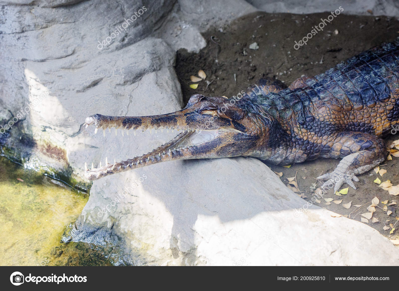 马尔科姆道格拉斯鳄鱼公园和动物保护区- 景点- Tourism Western Australia, image size:1600x1167