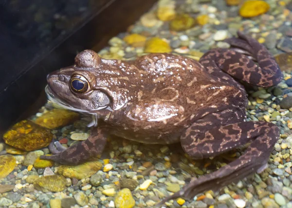 Bullfrog Americano Sapo Touro Dos Maiores Sapos Planeta — Fotografia de Stock
