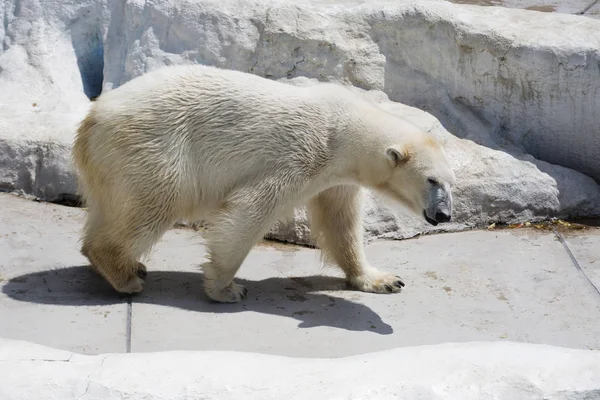 北极熊 北极熊是北极地区典型的居民 北极熊是食肉动物整个秩序的最大代表 — 图库照片