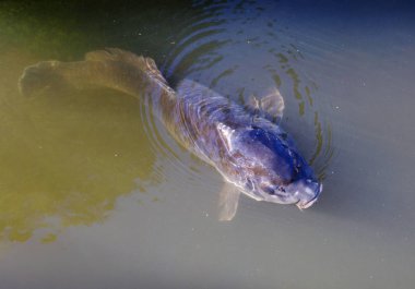 Gölde sazan. O büyük koyu sarı pullarla kaplı güçlü bir gövdeye sahip. Vatan sazan balığı Çin, Japonya, Doğu Avrupa. Japonya, saygılı ve hevesli, sazan için tutum o yerel nehirler ve göller yerleşti.