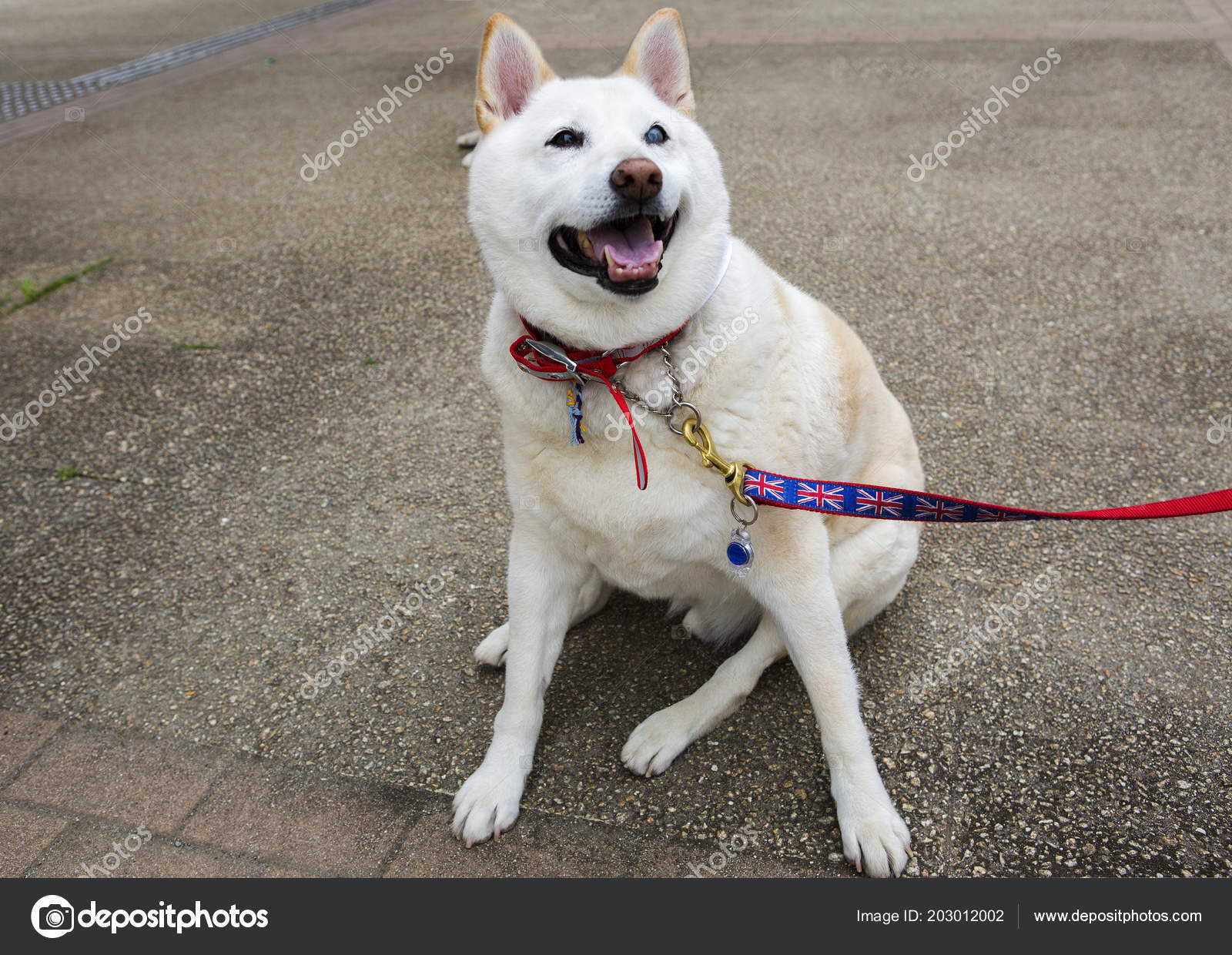 Tokyo Japan 2017 Shiba Inu Dog Breed Hunting Dogs Originally
