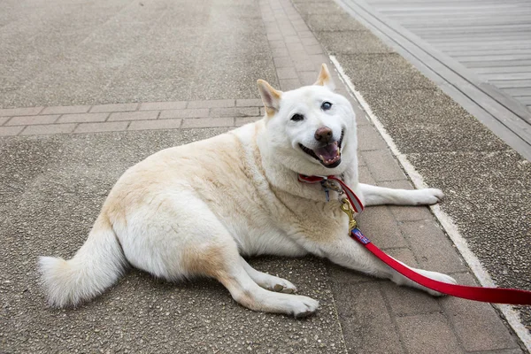 Tokyo, Japonya, 04/21/2017, Shiba Inu köpek. Japon menşe aslında av köpeği ırkı. 1936'da Japonya'nın büyük bir hazine ilan edildi.