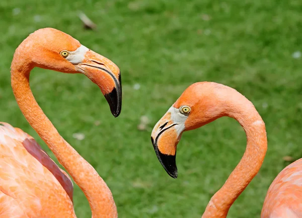 Flamenco Rosa Sorprendentemente Hermoso Plumaje Cojinete Real Legítimamente Pone Los — Foto de Stock