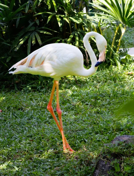 Flamingos Mit Weißem Gefieder Flamingos Sind Die Schönsten Vögel Diese — Stockfoto