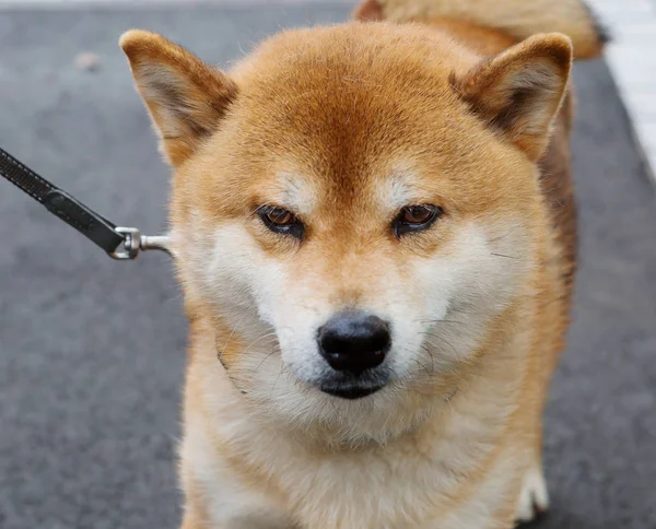 Hundras Shiba Inu Aveln Jakthundar Ursprungligen Japanskt Ursprung 1936 Förklarades — Stockfoto