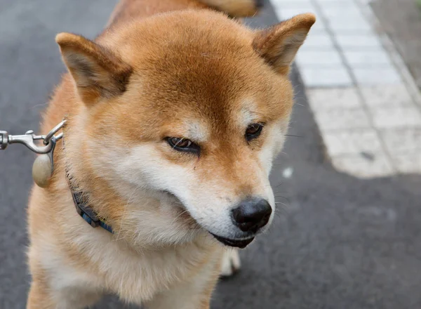 Raça Canina Shiba Inu Raça Cães Caça Originalmente Origem Japonesa — Fotografia de Stock