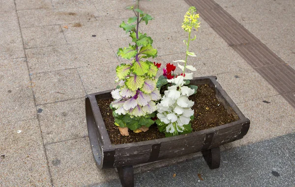 新潟県 2017 街の装飾を花します 日本の花の愛は単に臨時 — ストック写真