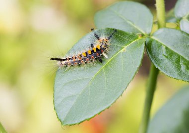 Güzel Tırtıl mı? Arkadaki sarı kıllar ve siyah püsküllü uçları üzerinde güzel tırtıl.