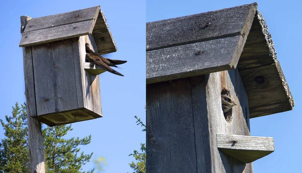 Bird Swift Lives Birdhouse Year Swift Settled Birdhouse Suburban Area — Stock Photo, Image