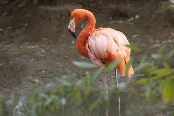 Moscow Russia 2018 Pink Flamingo Moscow Zoo Удивительно Красивое Оперение — стоковое фото