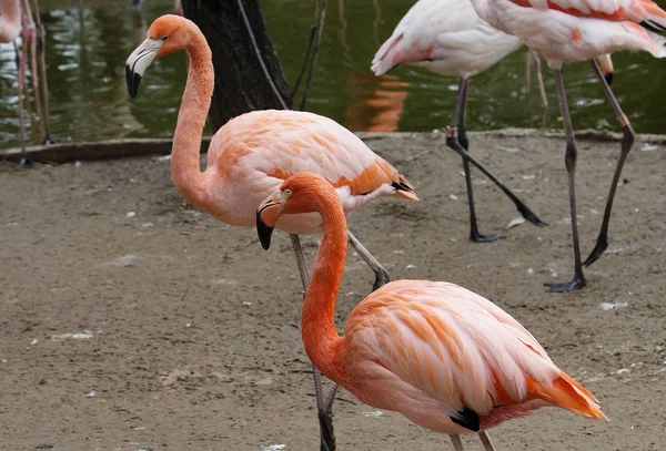 Moscow Russia 2018 Pink Flamingo Moscow Zoo Удивительно Красивое Оперение — стоковое фото