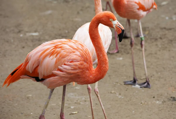 Moscow Russia 2018 Pink Flamingo Moscow Zoo Удивительно Красивое Оперение — стоковое фото