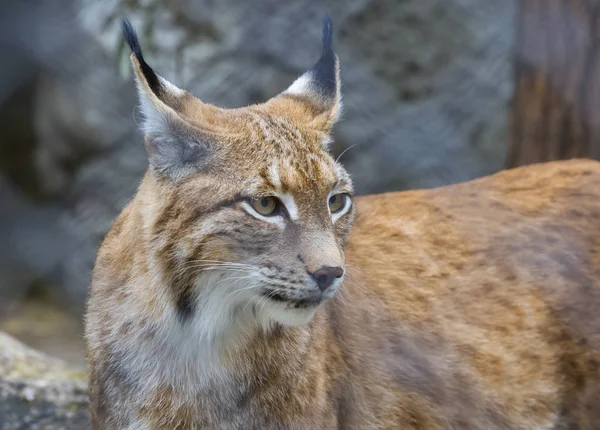 Рысь Рысь Red Lynx Вид Lynx Native North America — стоковое фото