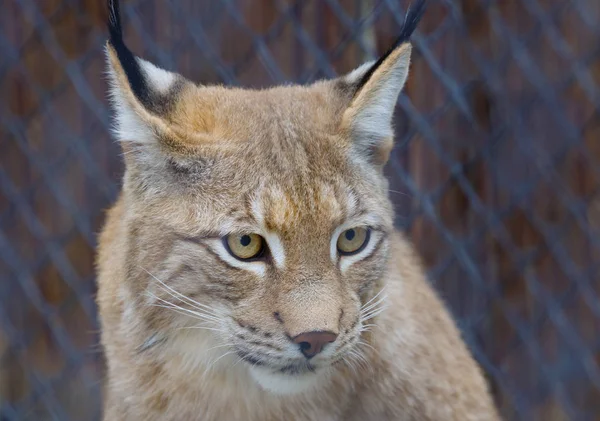 Red Lynx Red Lynx Είναι Ένα Είδος Του Lynx Εγγενές — Φωτογραφία Αρχείου