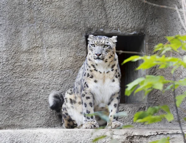 Luipaard Van Sneeuw Het Een Grote Roofzuchtige Zoogdier Uit Familie — Stockfoto