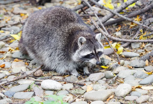 Raccoon. Raccoon, or American raccoon is a predatory mammal. The fur of the animal is characterized by density and splendor, color gray-yellow. Raccoon on the face has a kind of\