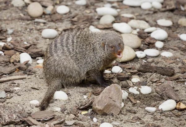 Musang Bersayap Mongoose Adalah Mamalia Dari Ordo Predator Pet Ukuran — Stok Foto