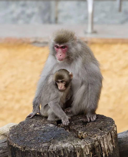 Macaco Japonés Madre Con Bebé Los Macacos Japoneses Viven Las — Foto de Stock