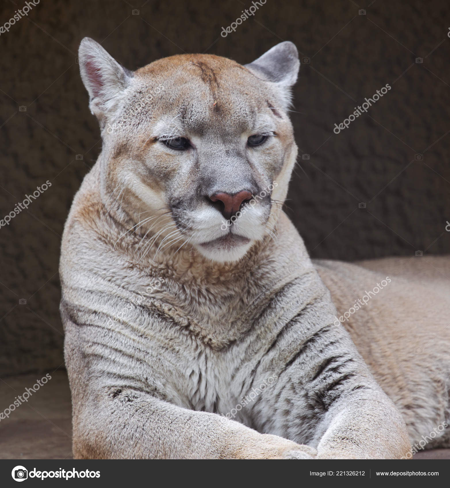 Mountain Lion Predator Cat Family Puma 