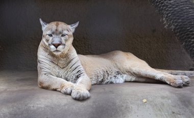 Cougar, ya da dağ aslanı. Bu kedi ailesi bir avcıdır. Puma yetenekli bir avcıdır. 6 metreden fazla yüksekliğe atlayabilir. Puma da çok hızlı çalışır ve kolayca ağaca tırmanmayı. Bir 