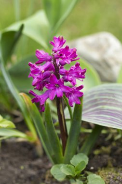 Sümbül çiçek. Sümbül zambak aile çok yıllık soğanlı bitki cinsidir.