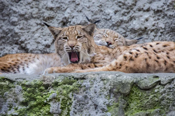 Lynx Euraziatische Lynx Grootste Van Alle Lynxen Benen Grote Vacht — Stockfoto